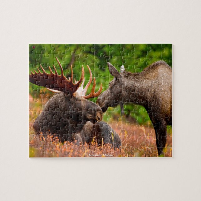 Puzzle Moose américaine (Horizontal)