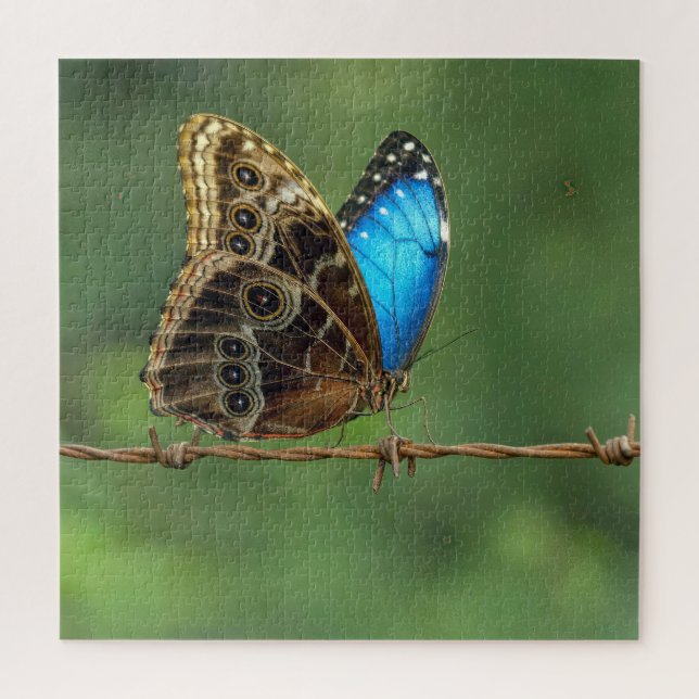 Puzzle Morpho commun papillon sur fil de fer barbelé (Vertical)
