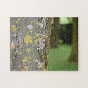 Puzzle Mossy Tree Woods Nature Photographie Jardin