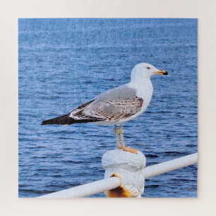 Puzzle Mouette Constanta Roumanie – Photographie de la me