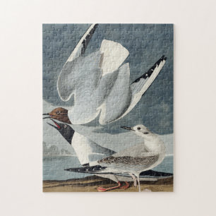 Puzzle Mouette de Bonaparte de Birds of America