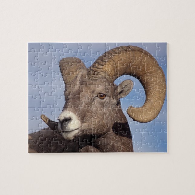 Puzzle mouflon canadien, mouflon d'Amérique, Ovis canaden (Horizontal)
