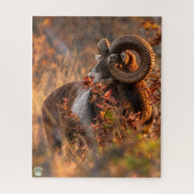 Mouflon d'automne dans une lumière dorée