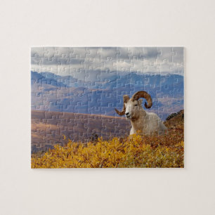 Puzzle mouflon de Dall, Ovis dalli, bélier