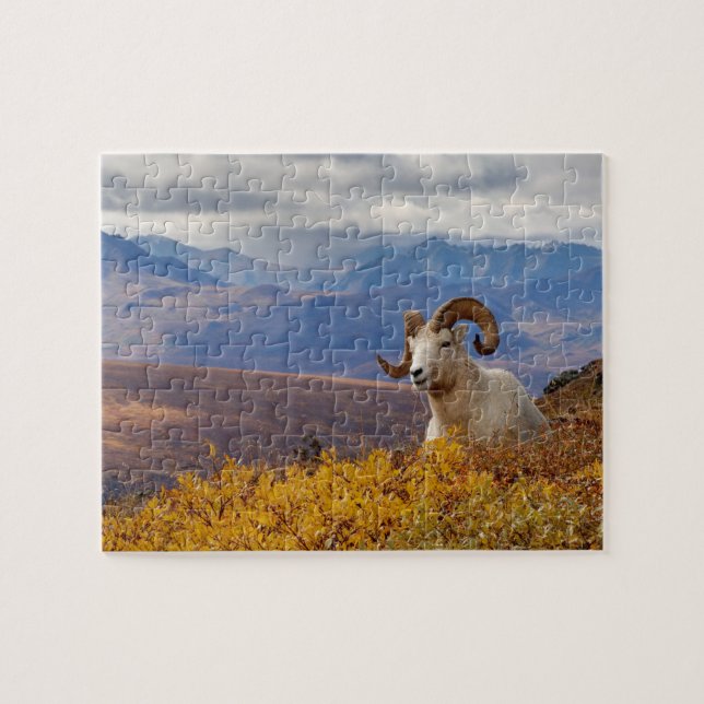 Puzzle mouflon de Dall, Ovis dalli, bélier (Horizontal)