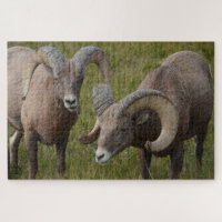 Mouflons de Bighorn dans le parc national des Badl