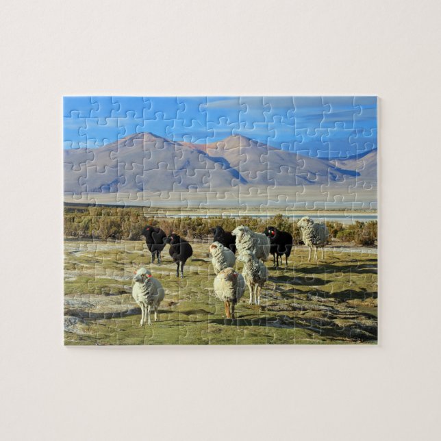 Puzzle mouton chilien (Horizontal)
