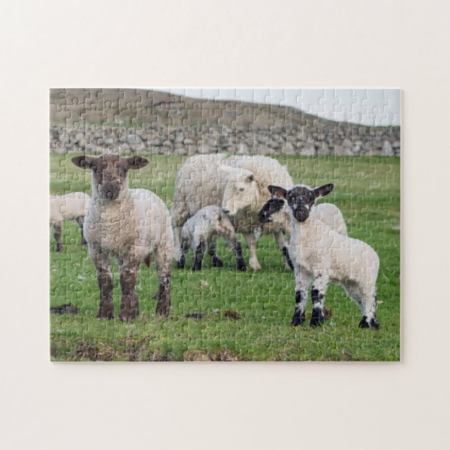 Puzzle Mouton des Shetland (Horizontal)