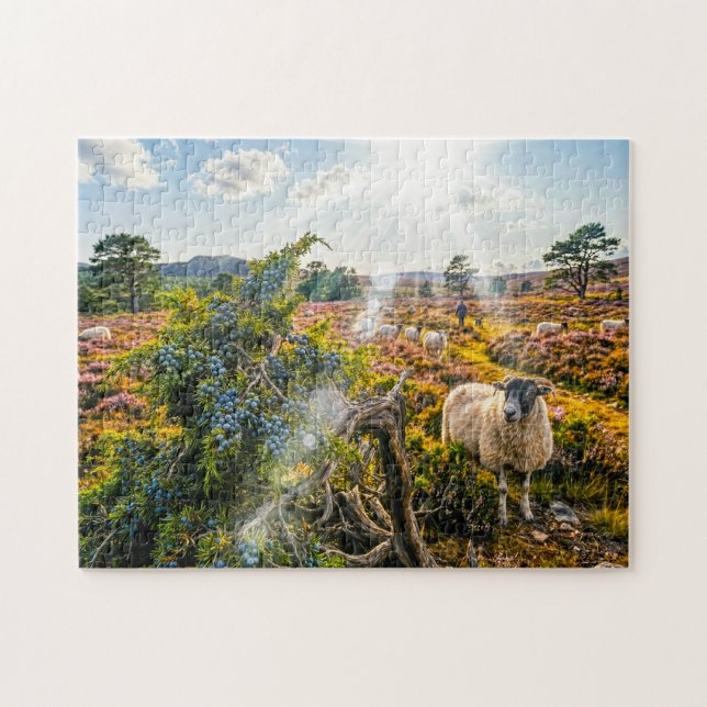 Puzzle Moutons dans la lande avec genévrier (Horizontal)