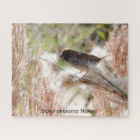 Munia à poitrine épineuse ; Oiseaux