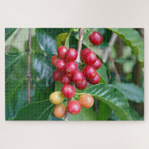 Puzzle Mûrissement de cerises de café Kona, Hawaï