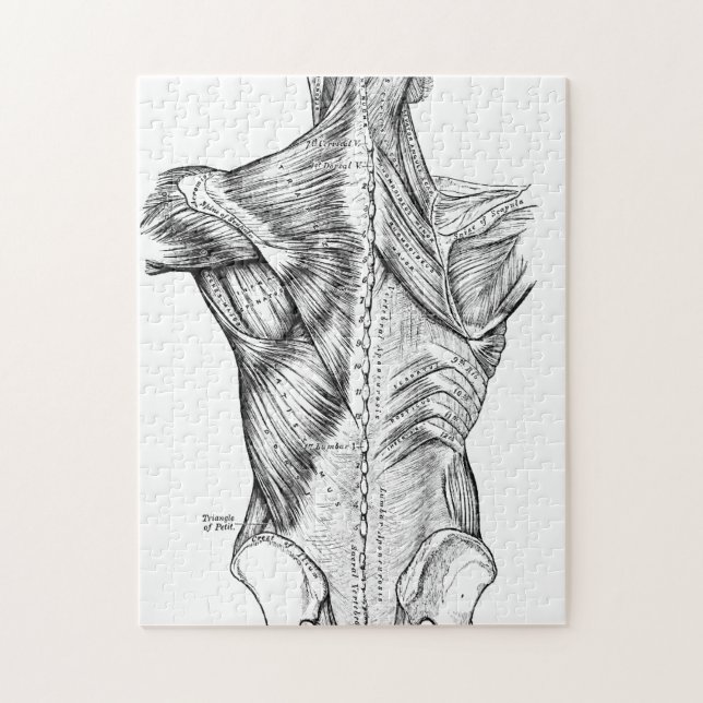 Puzzle Muscles du dos d'art noir et blanc d'anatomie (Vertical)