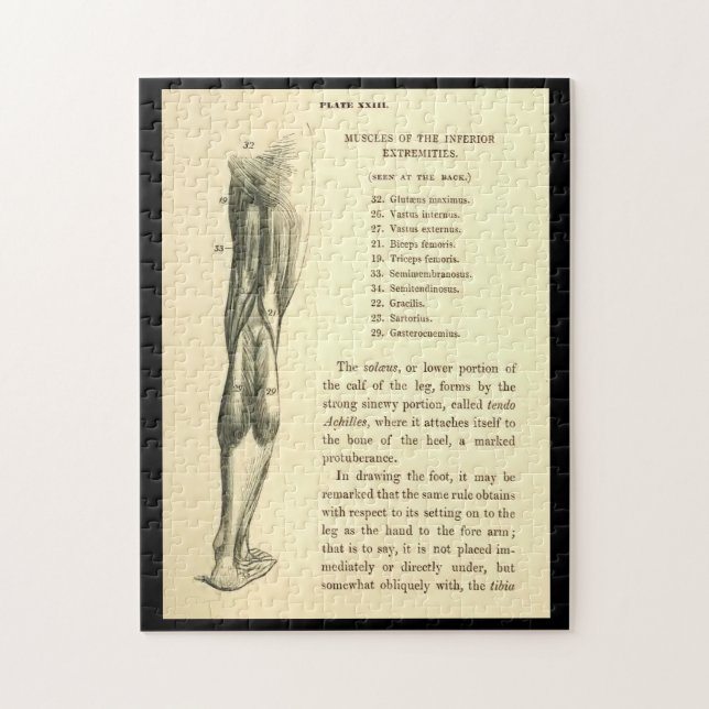 Puzzle Muscles vintages de jambe de l'anatomie | (Vertical)