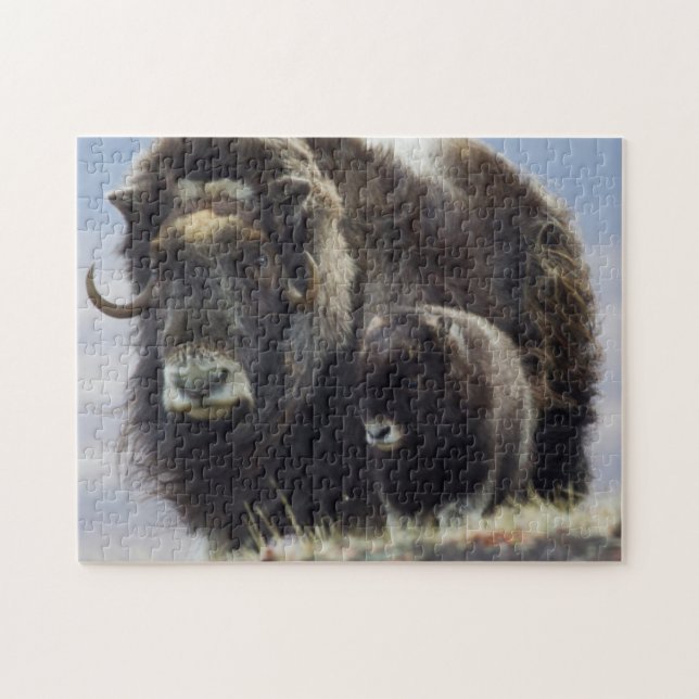 Puzzle Musk Ox with Calf (Horizontal)