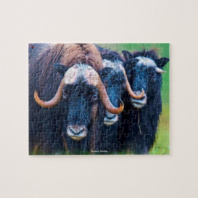 Puzzle Muskox Alaska (Horizontal)