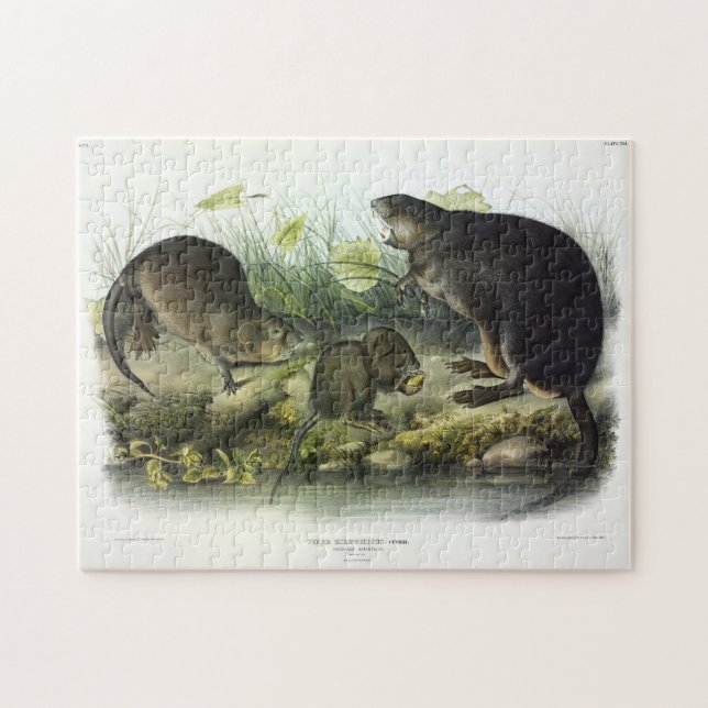 Puzzle Muskrat de Quadrupeds of North America d'Audubon (Horizontal)