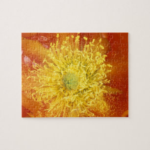 Puzzle N.A., États-Unis, Arizona, Tucson, Sonora Desert 