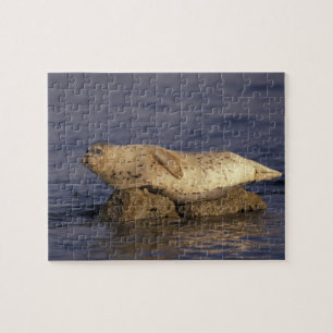Puzzle N.A., États-Unis, Californie, Monterey.  Phoque co