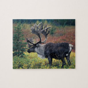 Puzzle NA, États-Unis, Alaska, Parc national Denali, Cari