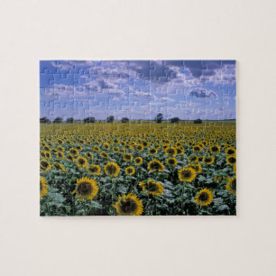 Puzzle NA, États-Unis, Kansas, culture de tournesol