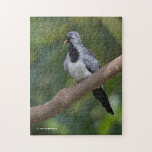 Puzzle Namaqua Pigeon / La colombe dans l'arbre