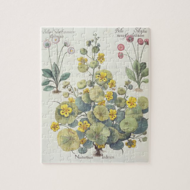 Puzzle Nasturces et marguerites : 1.Nasturtium Indicum ; (Vertical)