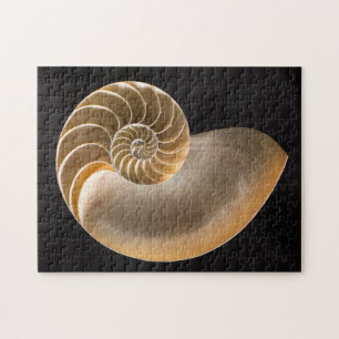 Puzzle Nautilus Seashell