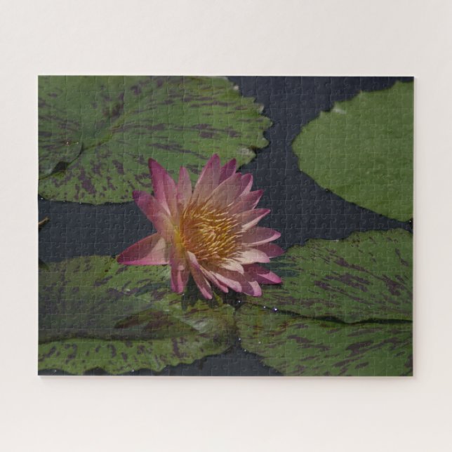 Puzzle Nénuphar rose (Horizontal)