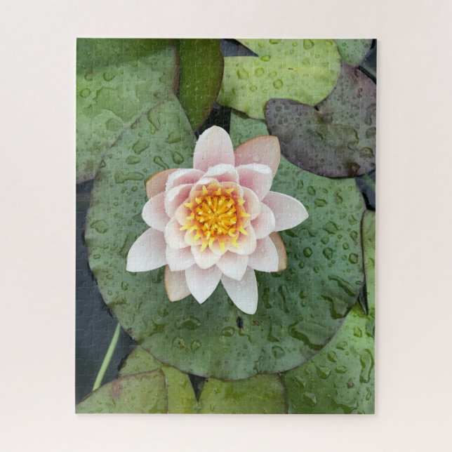Puzzle Nénuphar rose sous la pluie, Woodside (Vertical)