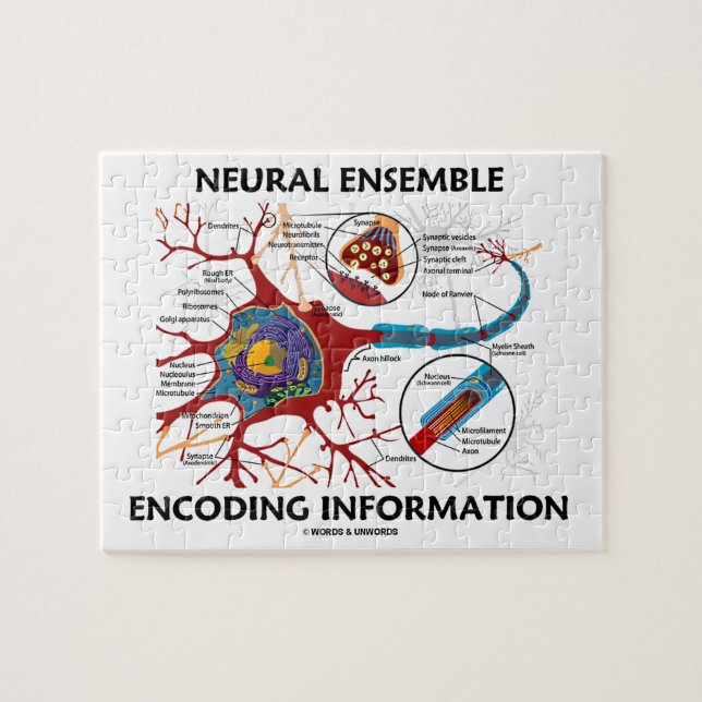 Puzzle Neuron d'information sur le codage d'ensemble neur (Horizontal)