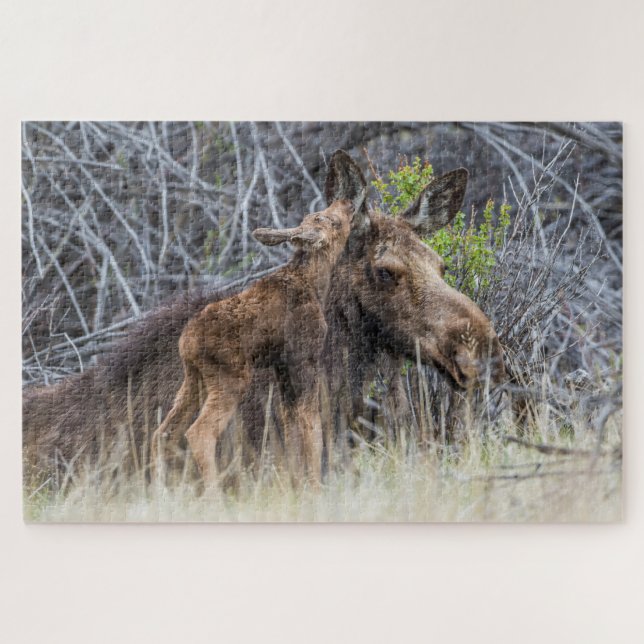 Puzzle Newborn Moose Calf Nuzzling its Mother (Horizontal)