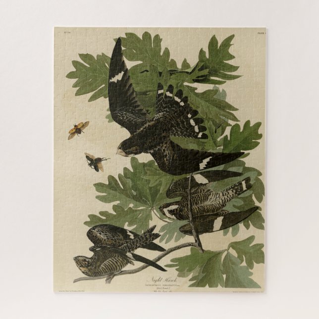 Puzzle Night Hawk - John James Audubon's Birds of America (Vertical)