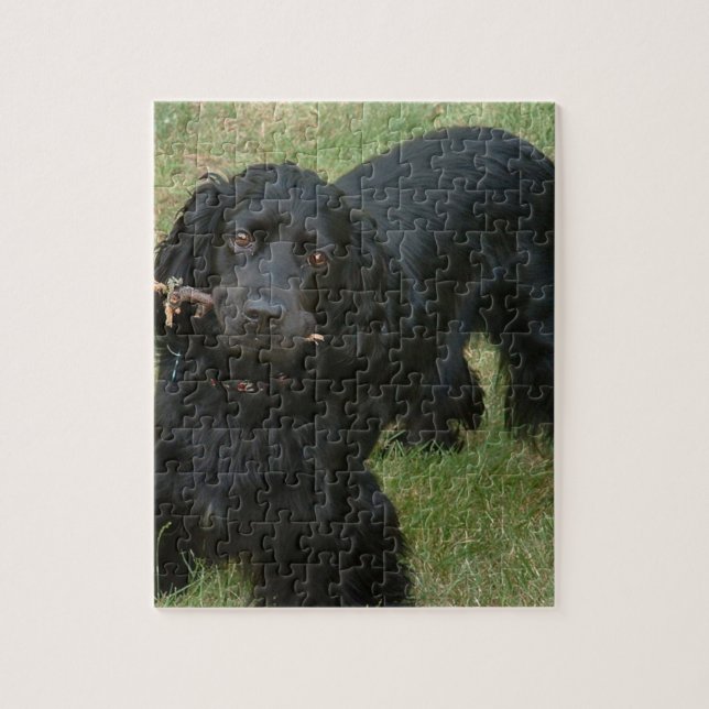 Puzzle noir anglais cocker spaniel plein 2 (Vertical)