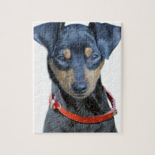 Puzzle Noir et brun de Pinscher miniature