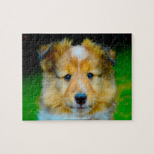 Puzzle Notre berger des Shetland, l'animal de compagnie d
