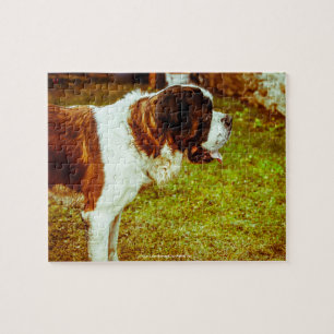 Puzzle Notre Saint Bernard Notre animal de famille