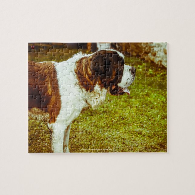 Puzzle Notre Saint Bernard Notre animal de famille (Horizontal)