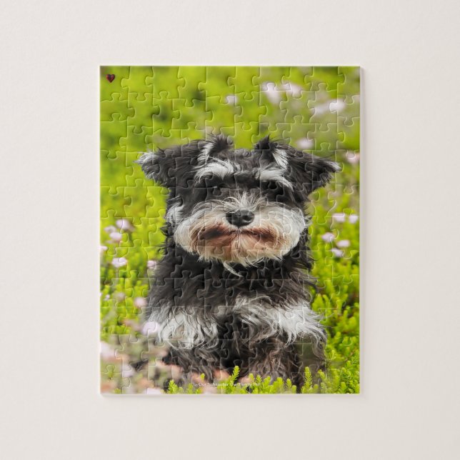 Puzzle Notre Schnauzer, l'animal de compagnie de notre fa (Vertical)