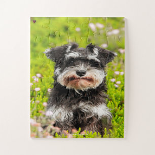 Puzzle Notre Schnauzer notre animal de compagnie familial