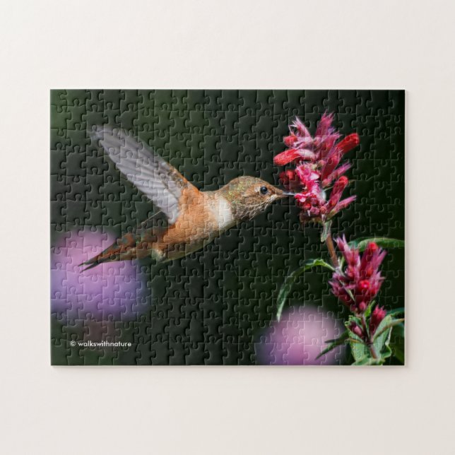 Puzzle Nourriture de colibri roux sur l'hyssop d'anis (Horizontal)