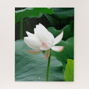 Puzzle Nymphéa rose pâle en fleurs parmi les feuilles