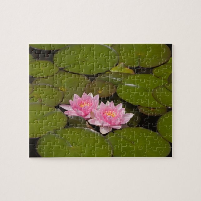 Puzzle Nymphéas en fleurs (Horizontal)