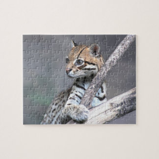 Puzzle Ocelot