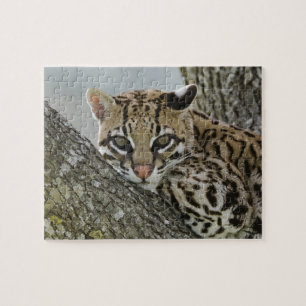 Puzzle Ocelot, Felis pardalis, captif, femelle au repos 2