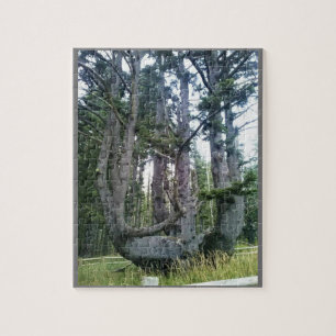 Puzzle Octopus Tree, Cape Meares, Oregon