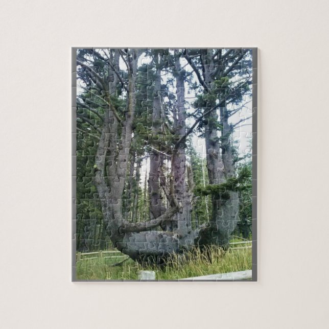 Puzzle Octopus Tree, Cape Meares, Oregon (Vertical)