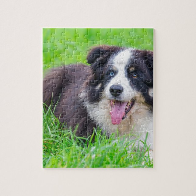 Puzzle Oeil impair border collie se situant dans (Vertical)