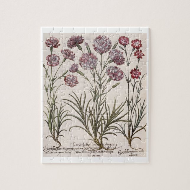 Puzzle Oeillets : majore du flore 1.Caryophyllus ; 2. (Vertical)