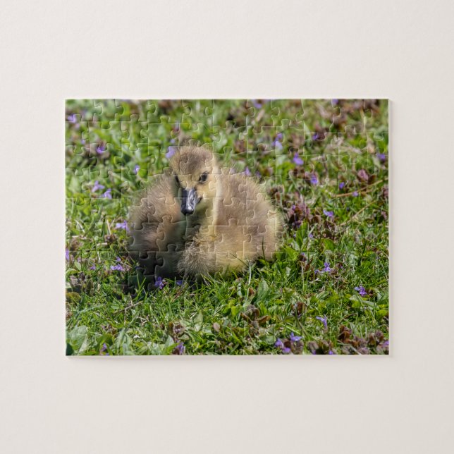 Puzzle Oie de bébé (Gosling) (Horizontal)