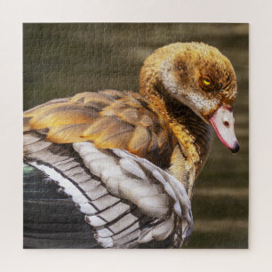 Puzzle Oie Égyptienne Gros Plan Faune Oiseau Nature Art